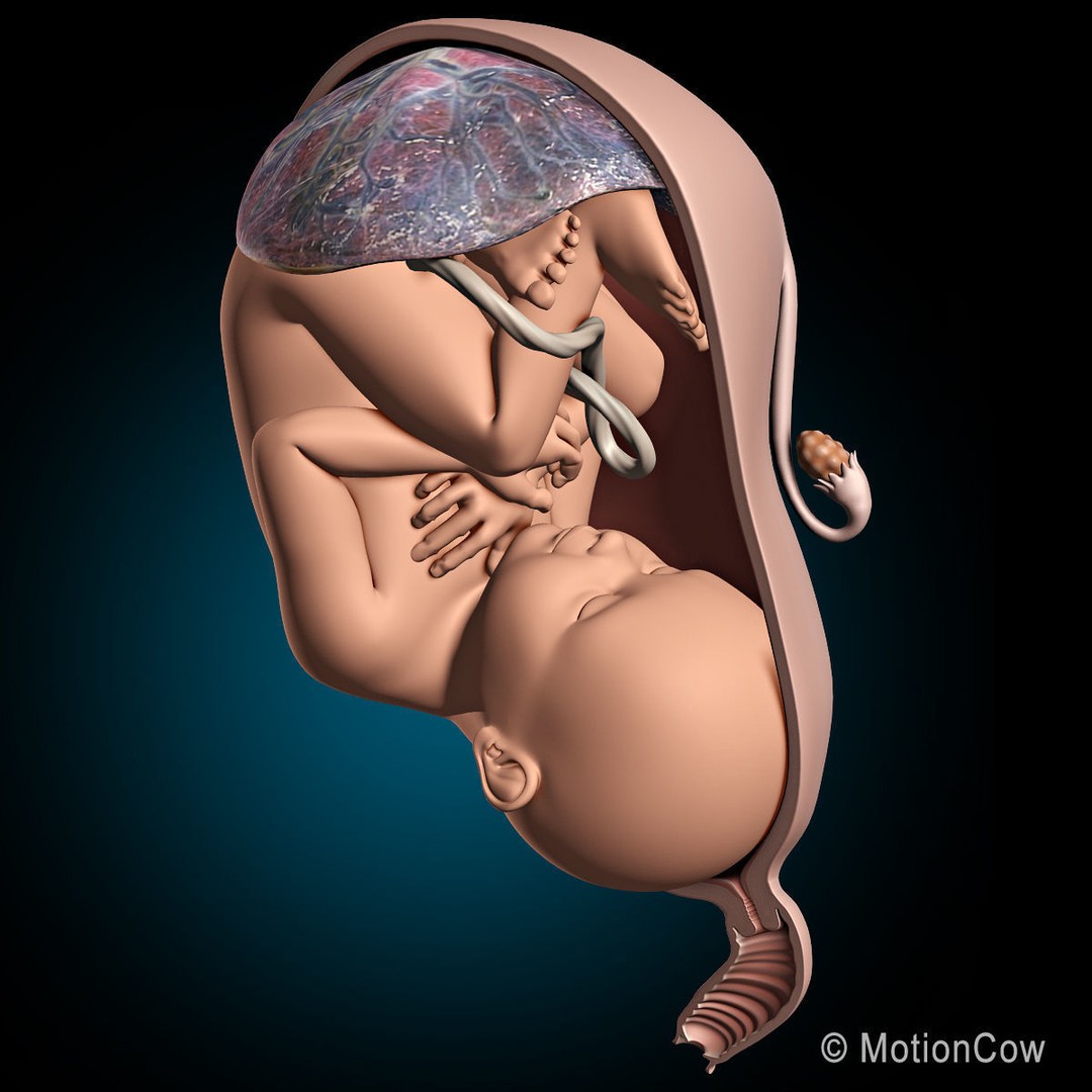 Pregnant Woman 3D Model – Detailed Anatomy with Fetus and Placenta, Rigged - View 5