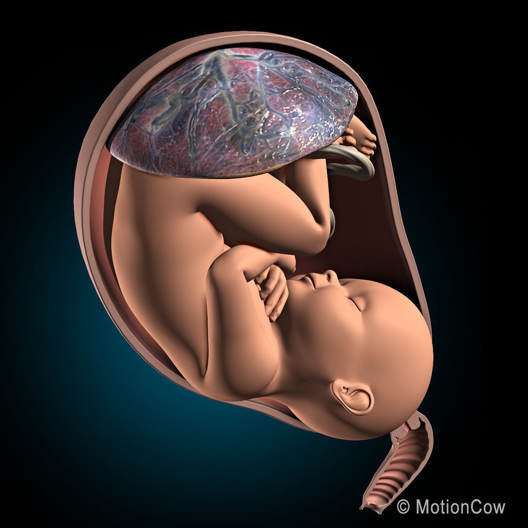 Pregnant Woman 3D Model – Detailed Anatomy with Fetus and Placenta, Rigged - View 6