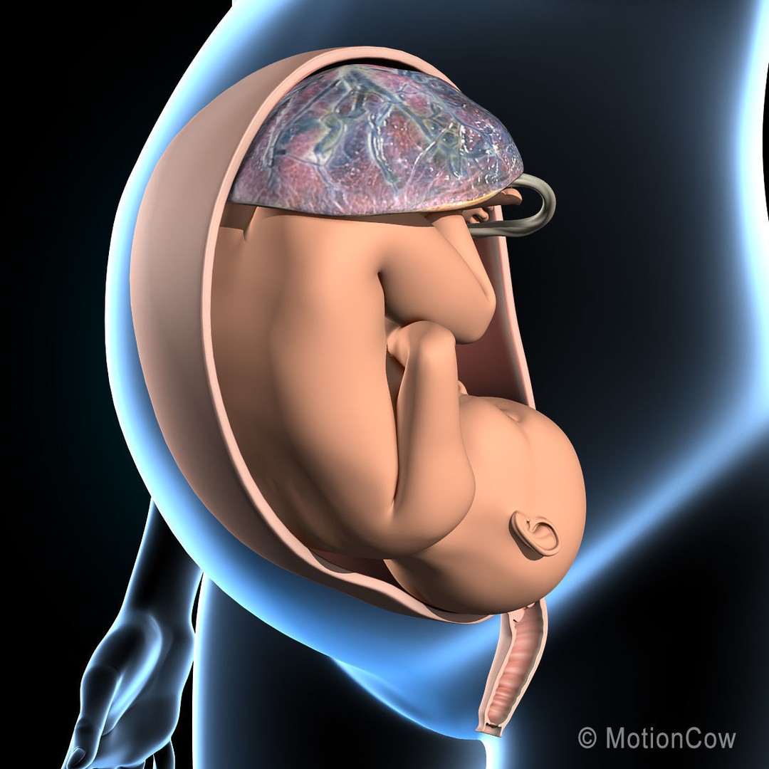 Pregnant Woman 3D Model – Detailed Anatomy with Fetus and Placenta, Rigged - View 7