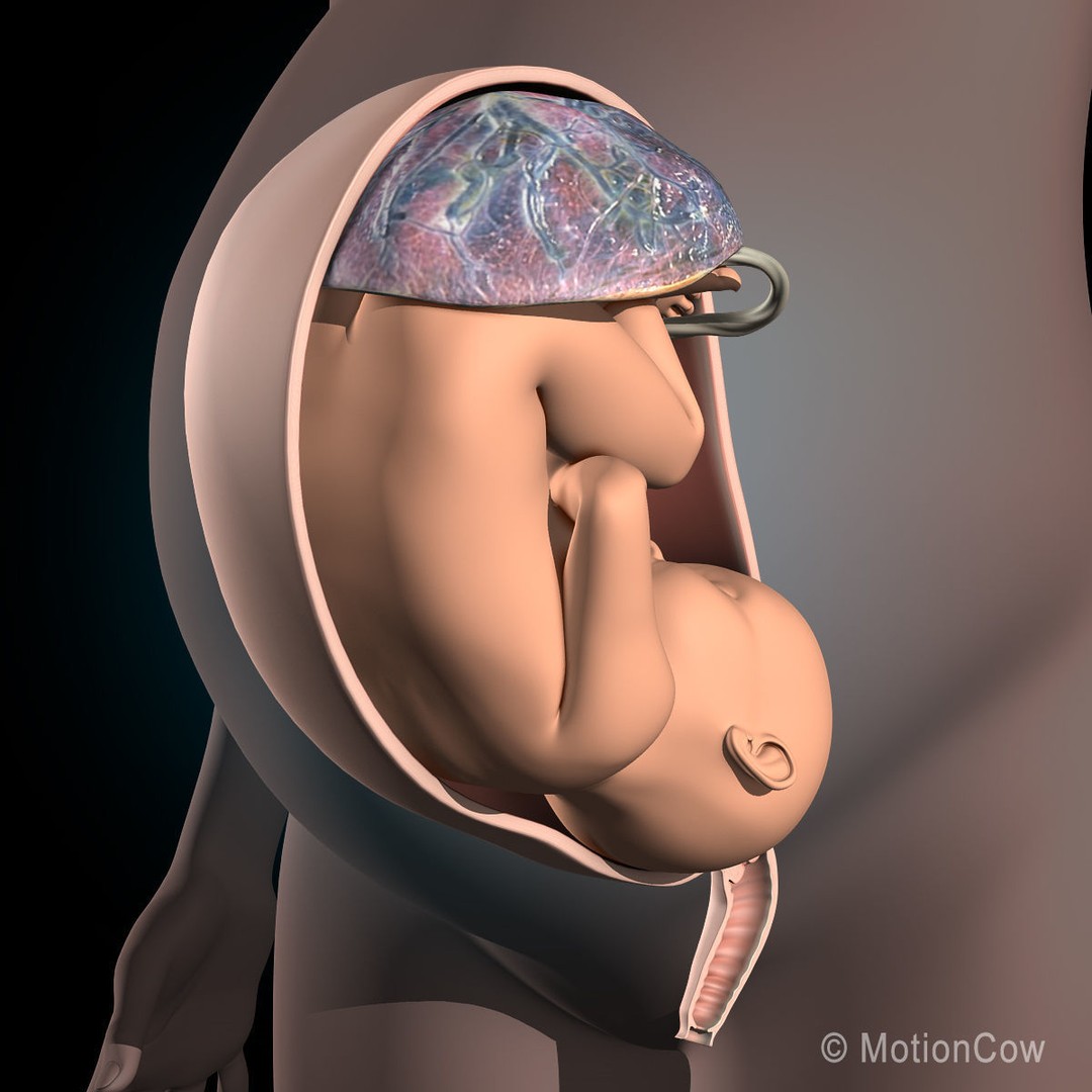 Pregnant Woman 3D Model – Detailed Anatomy with Fetus and Placenta, Rigged - View 8