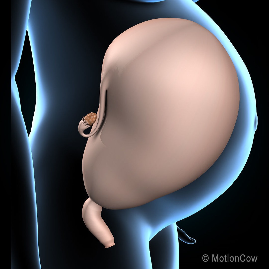 Pregnant Woman 3D Model – Detailed Anatomy with Fetus and Placenta, Rigged - View 9