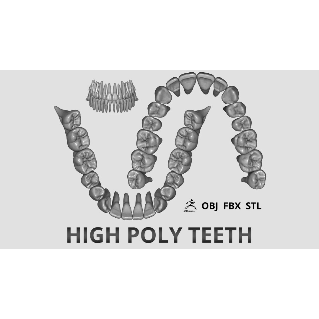 High Poly Teeth 3D Model – Anatomical Dental Asset for 3D Printing - View 2