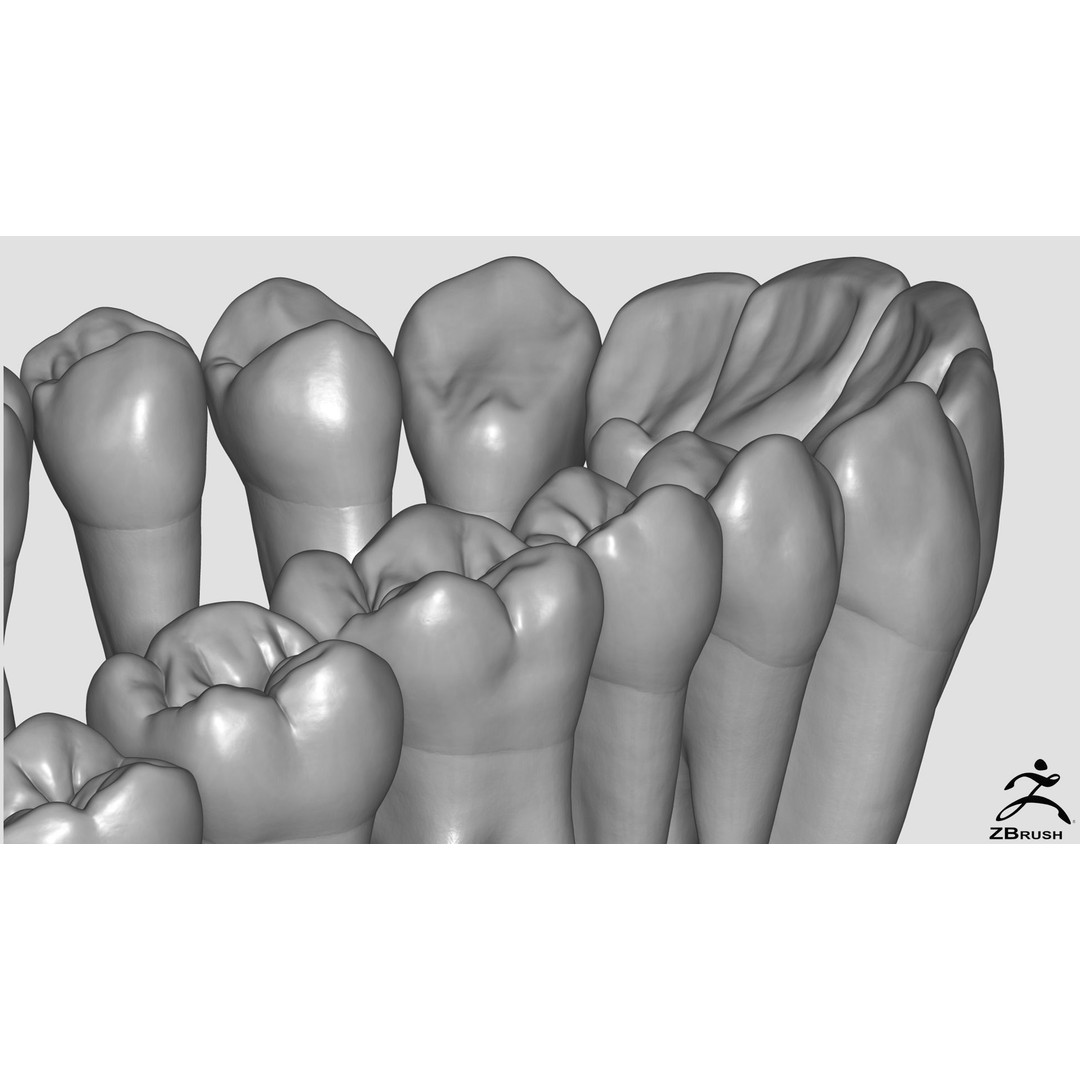 High Poly Teeth 3D Model – Anatomical Dental Asset for 3D Printing - View 3