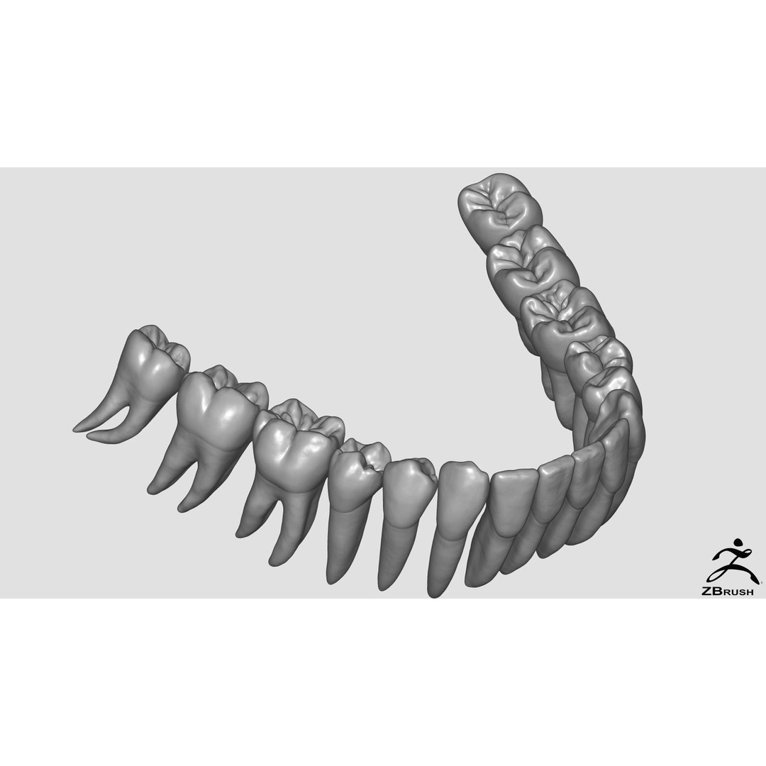 High Poly Teeth 3D Model – Anatomical Dental Asset for 3D Printing - View 4