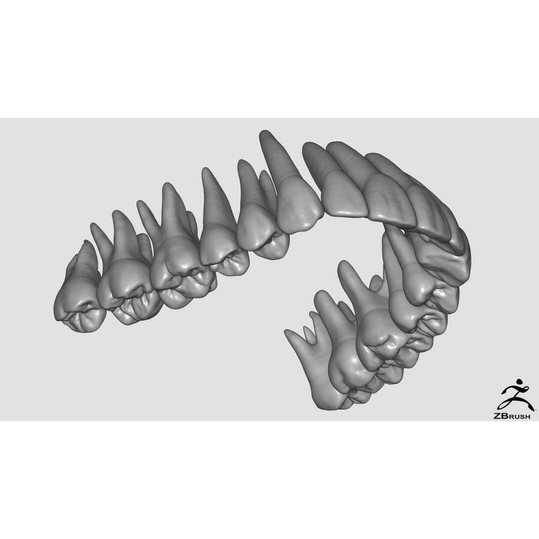High Poly Teeth 3D Model – Anatomical Dental Asset for 3D Printing - View 5