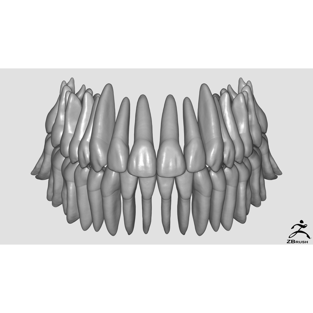 High Poly Teeth 3D Model – Anatomical Dental Asset for 3D Printing - View 6