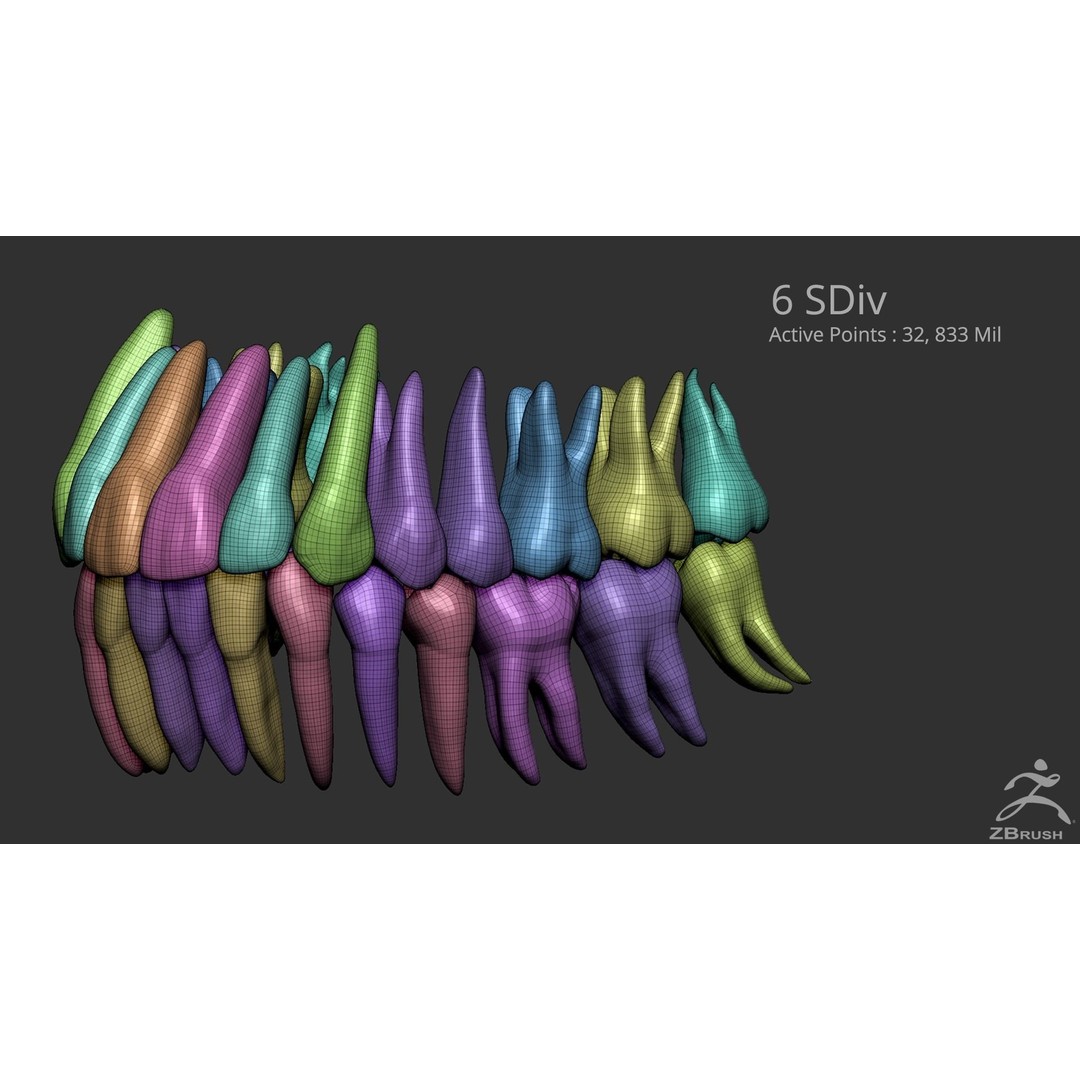High Poly Teeth 3D Model – Anatomical Dental Asset for 3D Printing - View 7