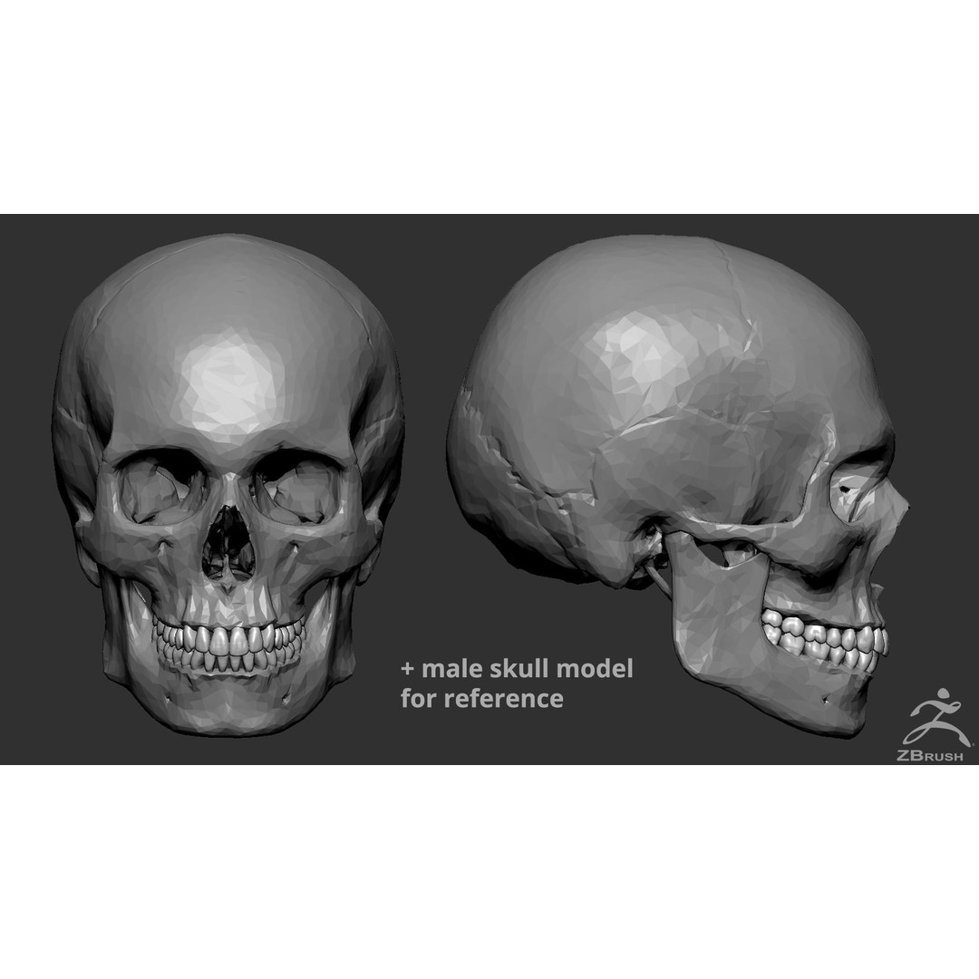 High Poly Teeth 3D Model – Anatomical Dental Asset for 3D Printing - View 8