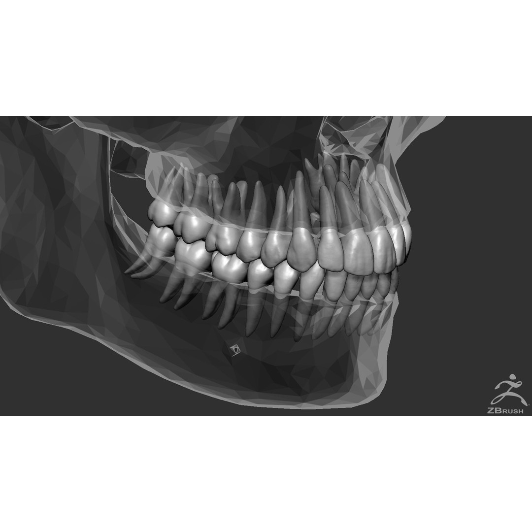 High Poly Teeth 3D Model – Anatomical Dental Asset for 3D Printing - View 9