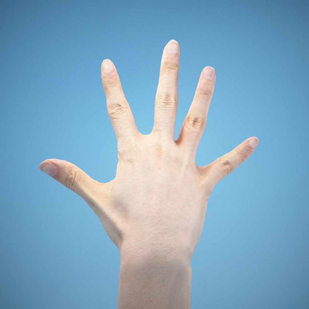 36 Hand Scans 3D Model – Low Poly Character Anatomy, OBJ & ZTL Formats