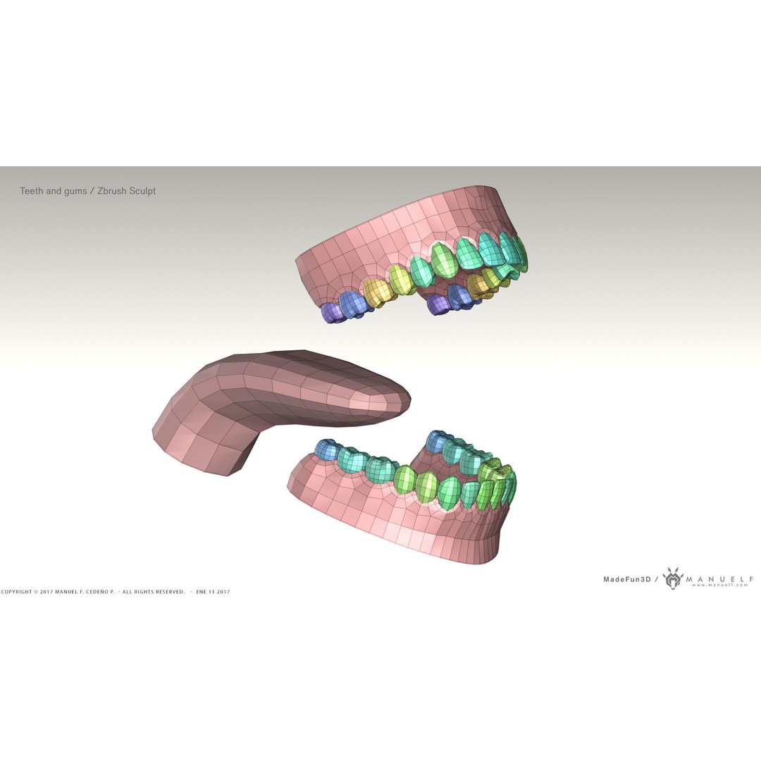 Highpoly Human Teeth 3D Model – Detailed Dental Set, FBX, OBJ - View 10