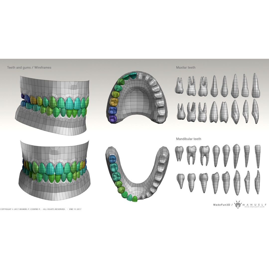 Highpoly Human Teeth 3D Model – Detailed Dental Set, FBX, OBJ - View 11