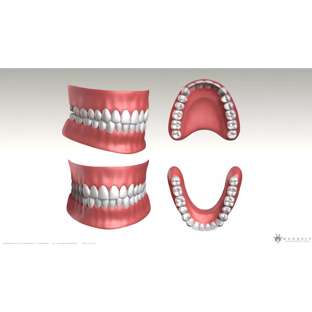 Highpoly Human Teeth 3D Model – Detailed Dental Set, FBX, OBJ - View 2