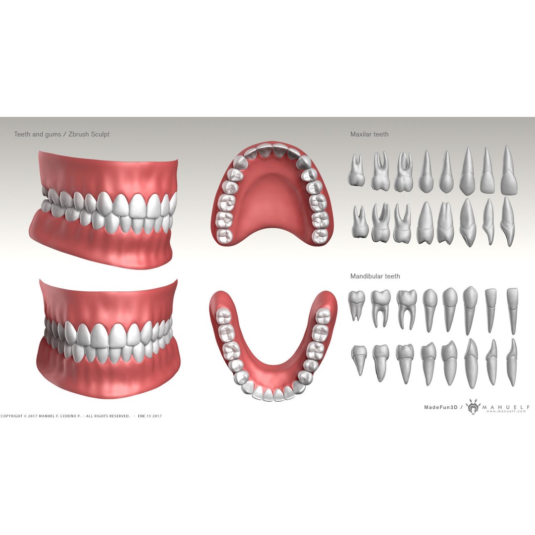 Highpoly Human Teeth 3D Model – Detailed Dental Set, FBX, OBJ - View 3