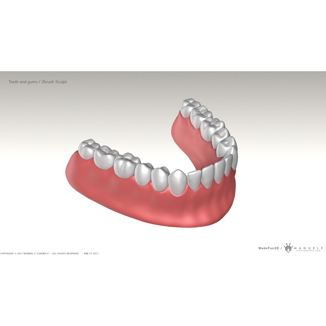 Highpoly Human Teeth 3D Model – Detailed Dental Set, FBX, OBJ - View 4