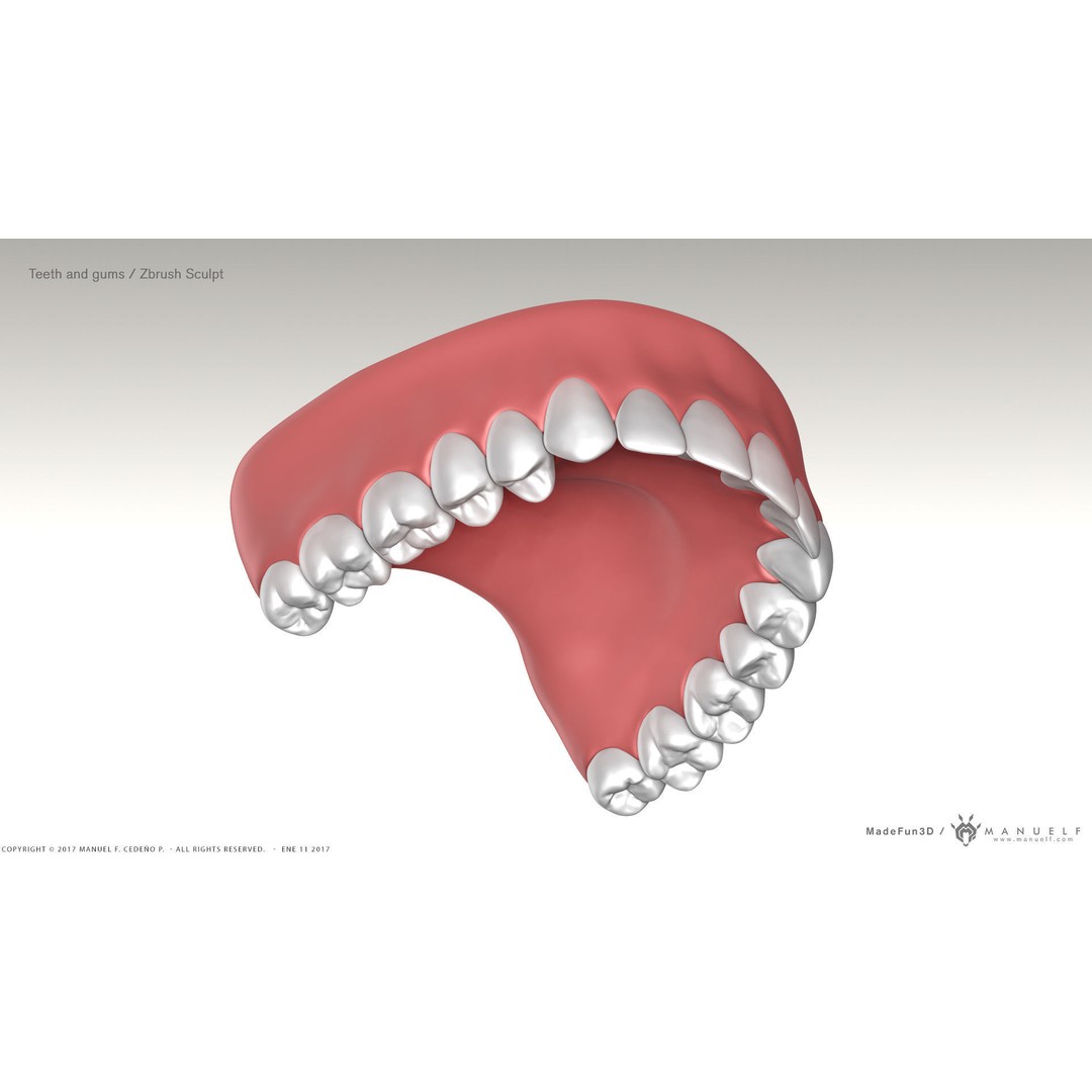Highpoly Human Teeth 3D Model – Detailed Dental Set, FBX, OBJ - View 5