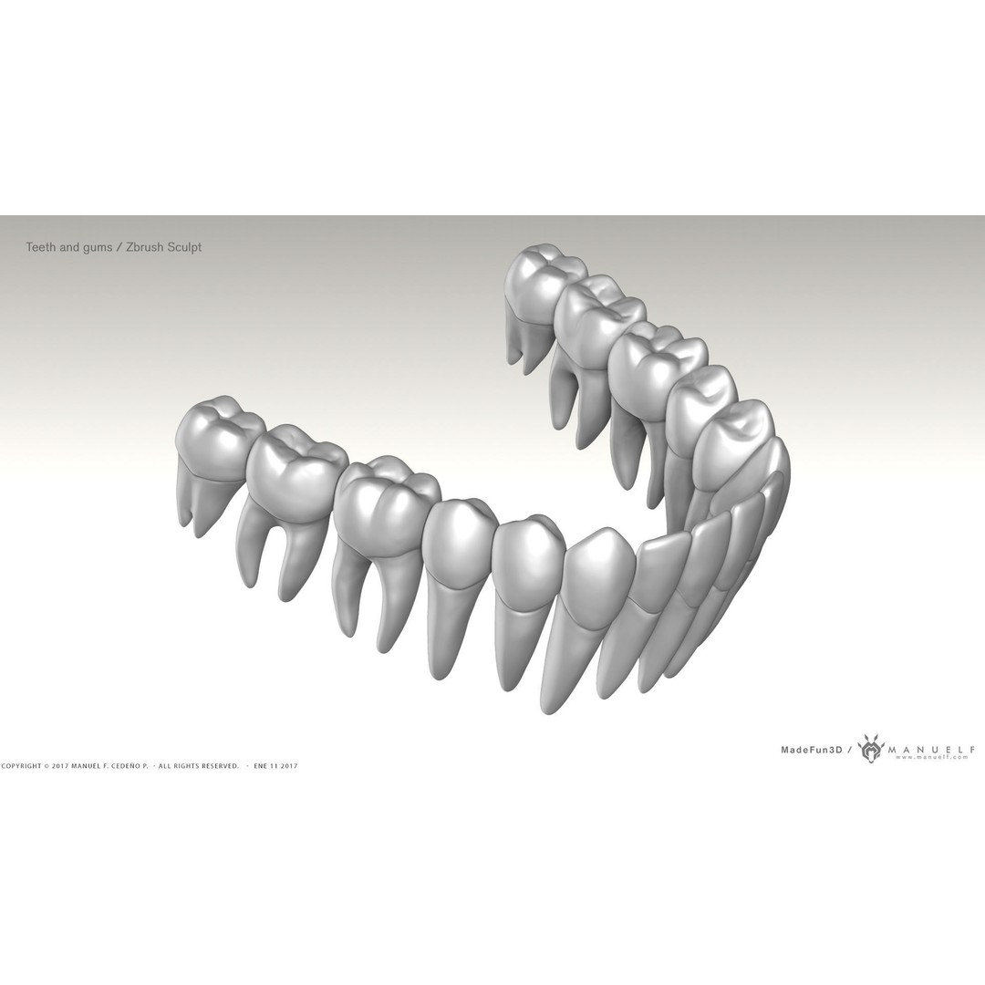 Highpoly Human Teeth 3D Model – Detailed Dental Set, FBX, OBJ - View 6