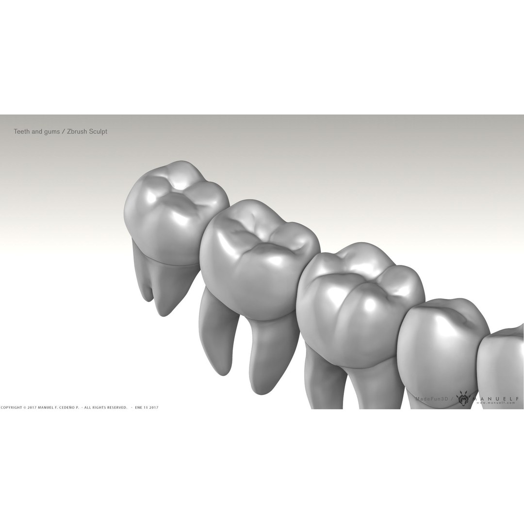 Highpoly Human Teeth 3D Model – Detailed Dental Set, FBX, OBJ - View 7