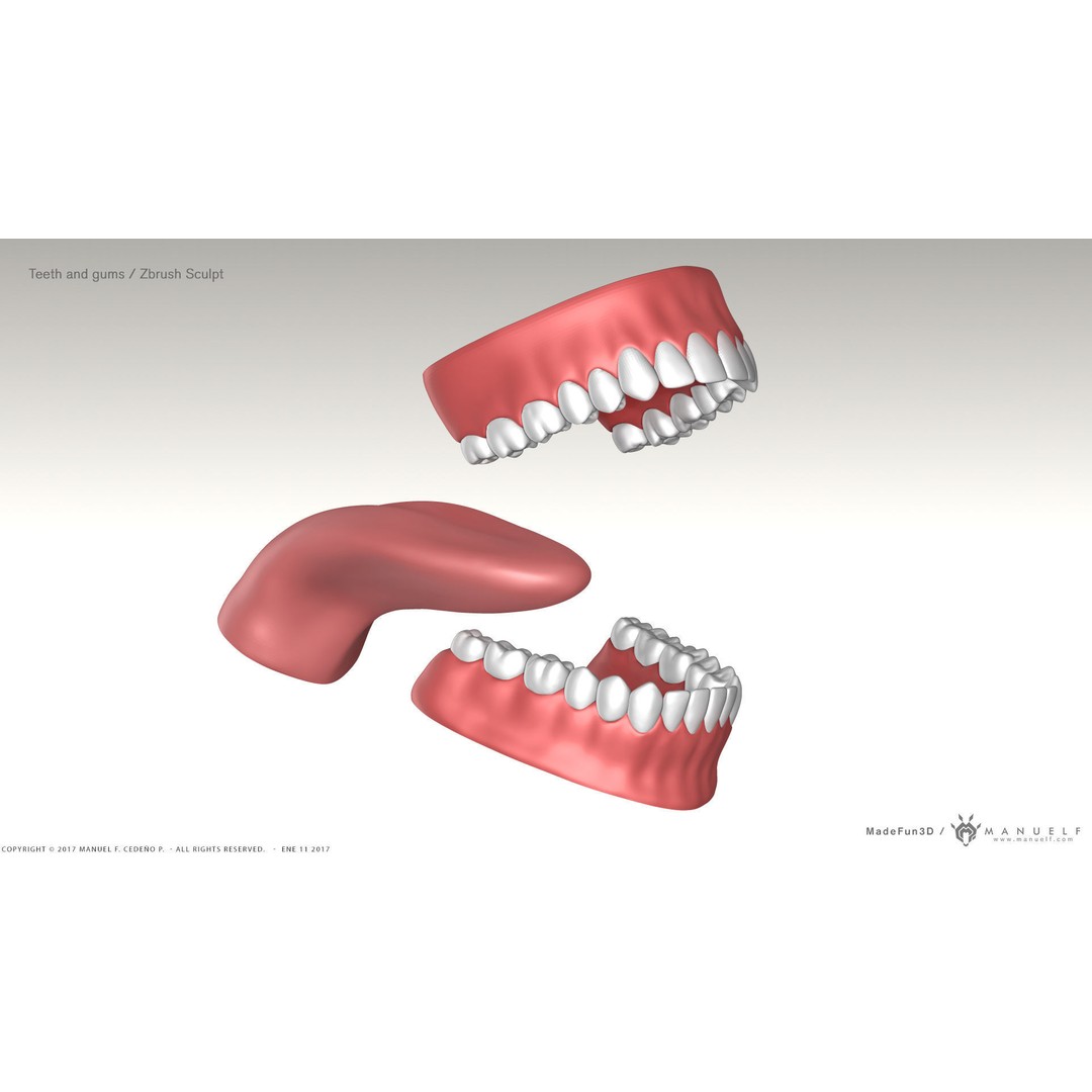Highpoly Human Teeth 3D Model – Detailed Dental Set, FBX, OBJ - View 8