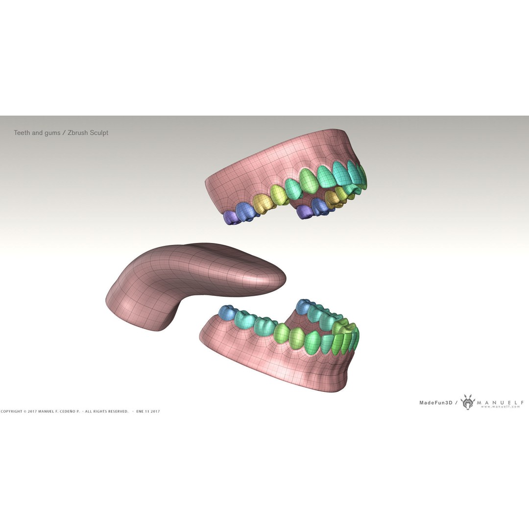 Highpoly Human Teeth 3D Model – Detailed Dental Set, FBX, OBJ - View 9