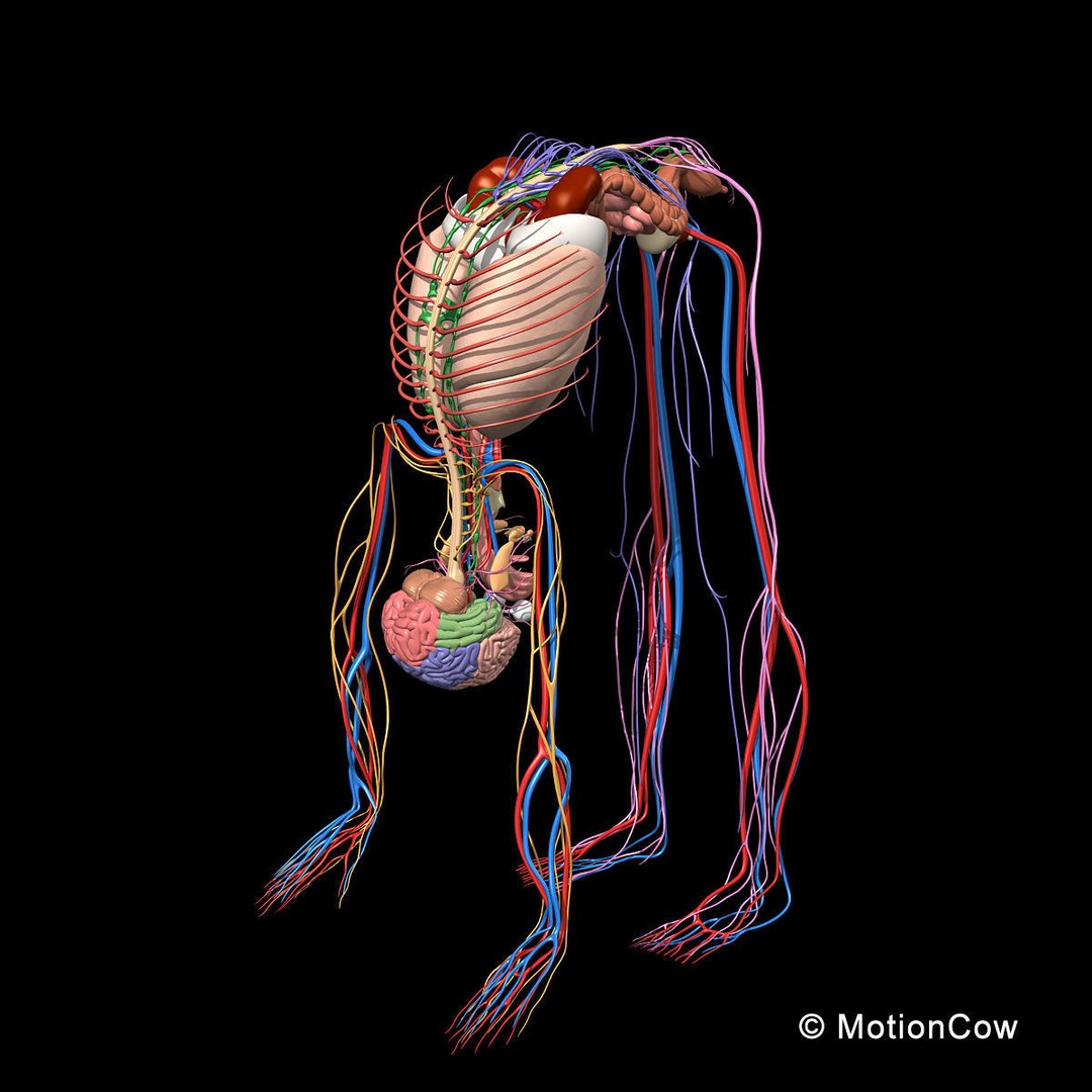Skeleton Anatomy 3D Model – Rigged Human Anatomy with Nervous System - View 10