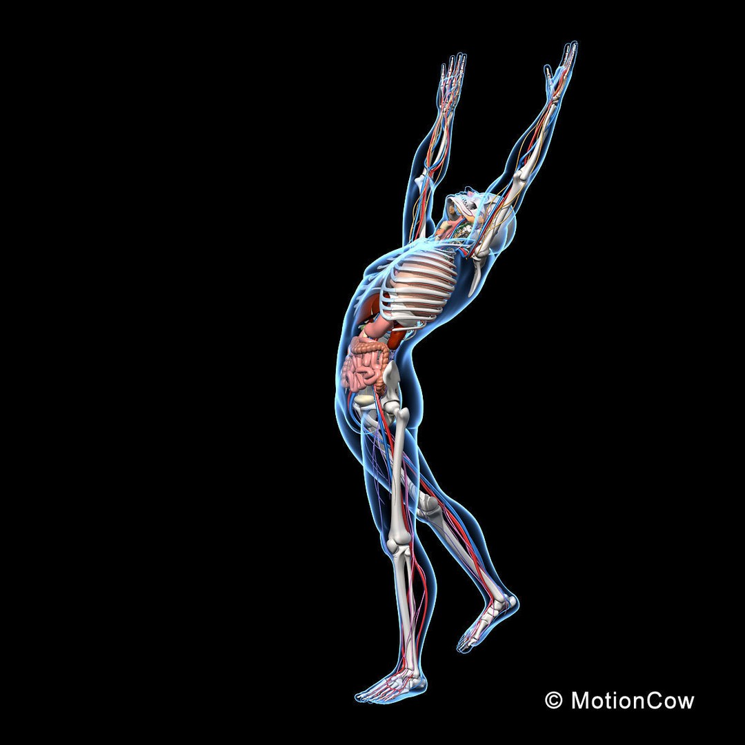 Skeleton Anatomy 3D Model – Rigged Human Anatomy with Nervous System - View 11