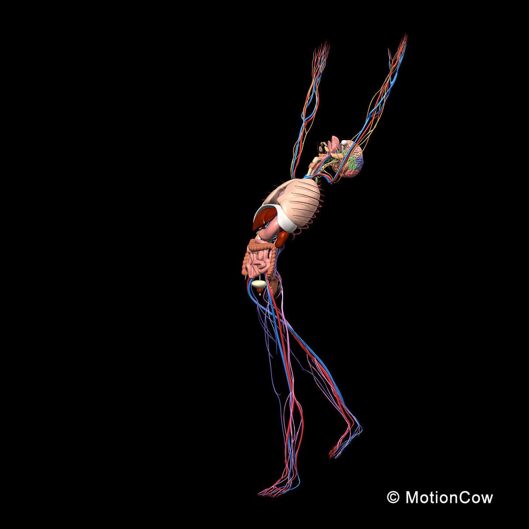 Skeleton Anatomy 3D Model – Rigged Human Anatomy with Nervous System - View 12