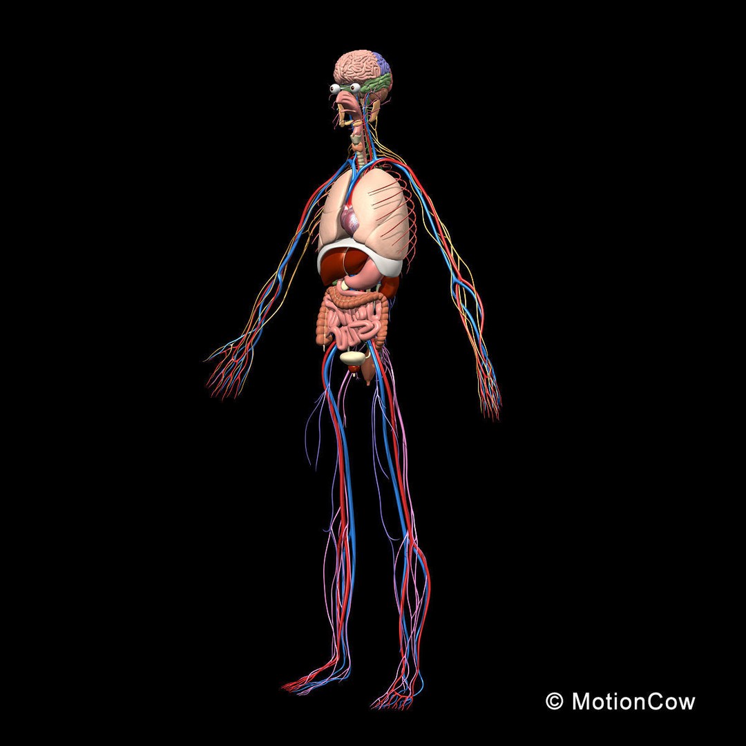 Skeleton Anatomy 3D Model – Rigged Human Anatomy with Nervous System - View 14
