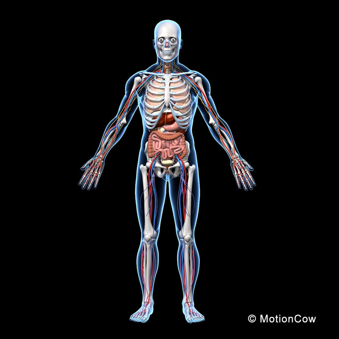 Skeleton Anatomy 3D Model – Rigged Human Anatomy with Nervous System - View 17