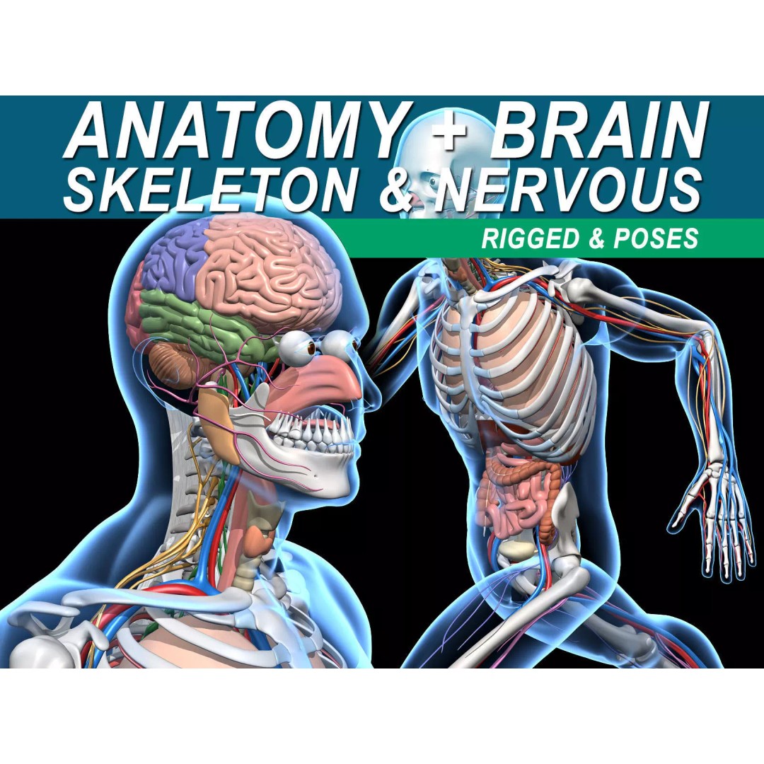 Skeleton Anatomy 3D Model – Rigged Human Anatomy with Nervous System - View 2