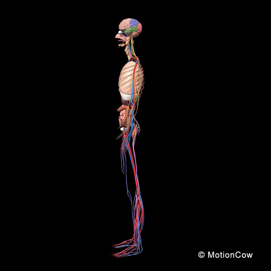 Skeleton Anatomy 3D Model – Rigged Human Anatomy with Nervous System - View 22