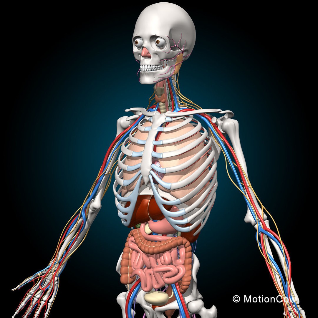 Skeleton Anatomy 3D Model – Rigged Human Anatomy with Nervous System - View 23