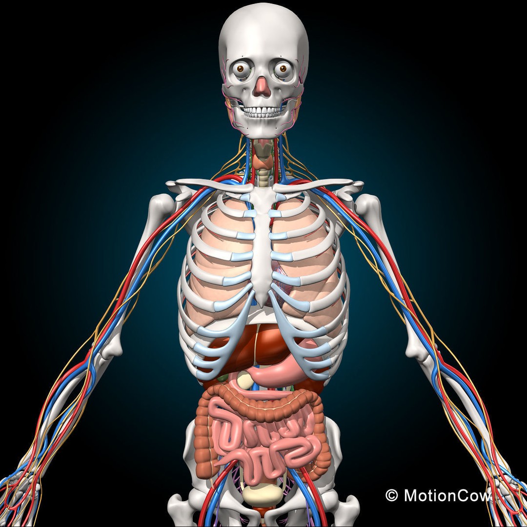 Skeleton Anatomy 3D Model – Rigged Human Anatomy with Nervous System - View 24
