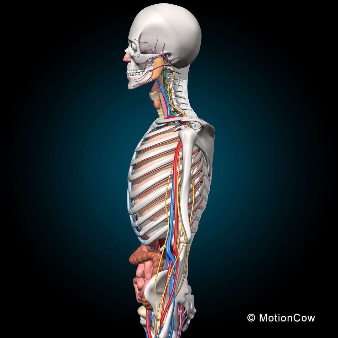 Skeleton Anatomy 3D Model – Rigged Human Anatomy with Nervous System - View 27