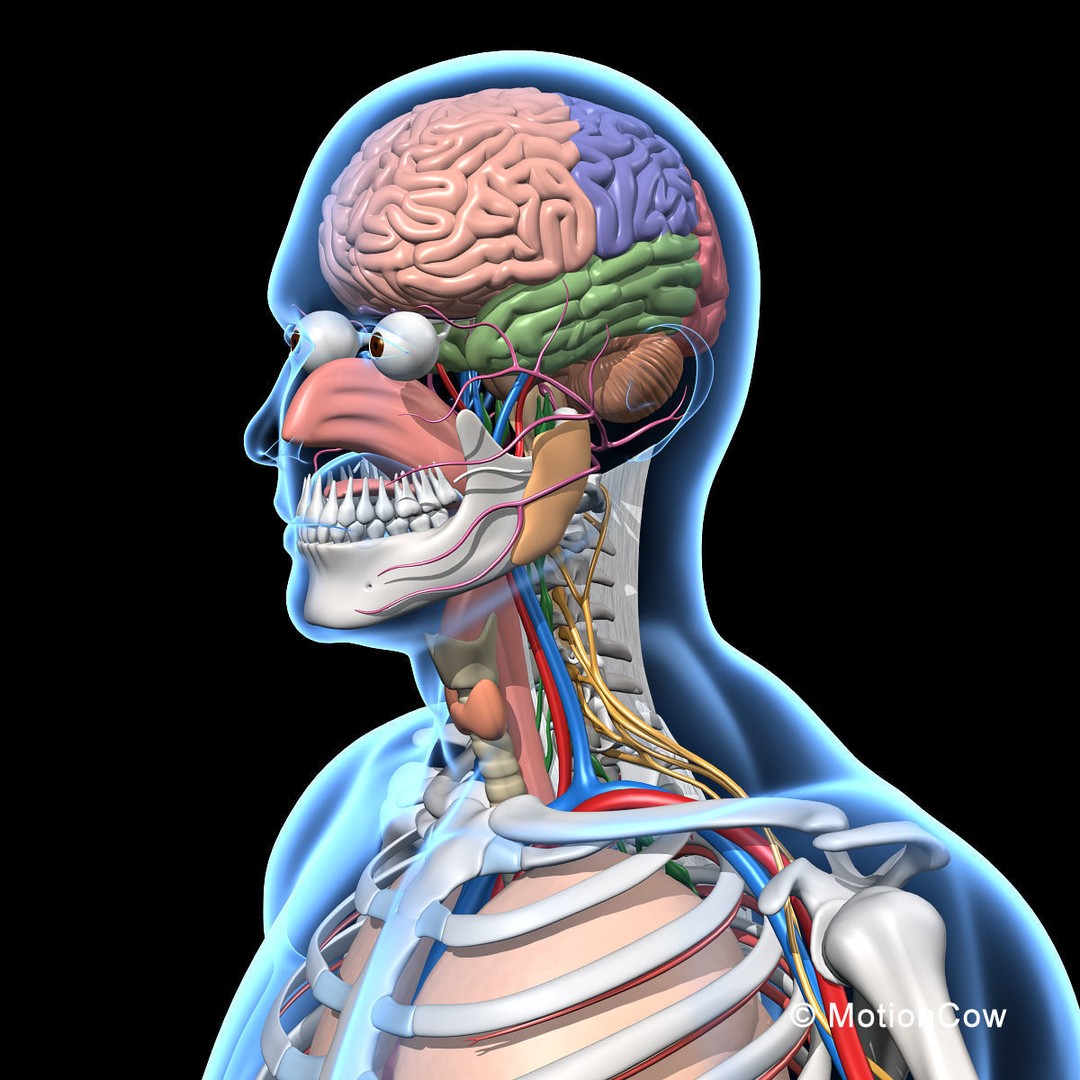 Skeleton Anatomy 3D Model – Rigged Human Anatomy with Nervous System - View 28