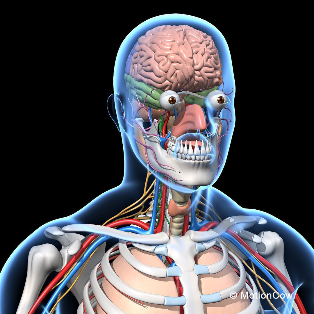 Skeleton Anatomy 3D Model – Rigged Human Anatomy with Nervous System - View 29