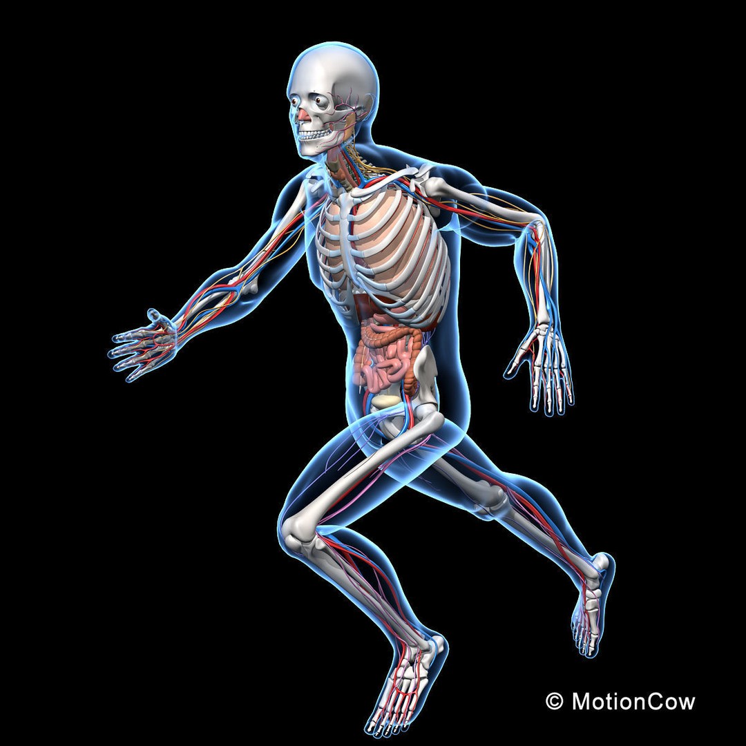 Skeleton Anatomy 3D Model – Rigged Human Anatomy with Nervous System - View 3
