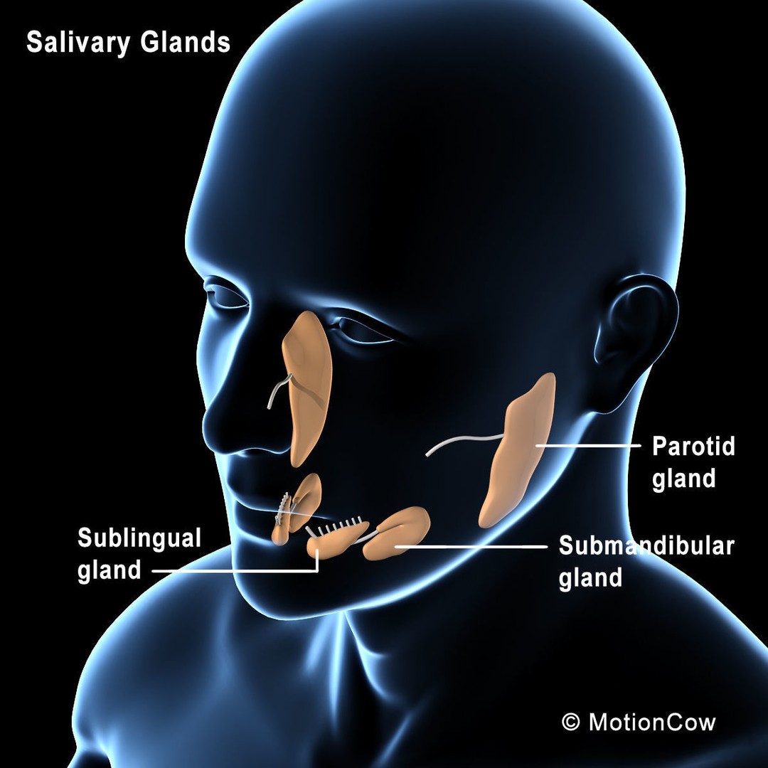 Skeleton Anatomy 3D Model – Rigged Human Anatomy with Nervous System - View 31