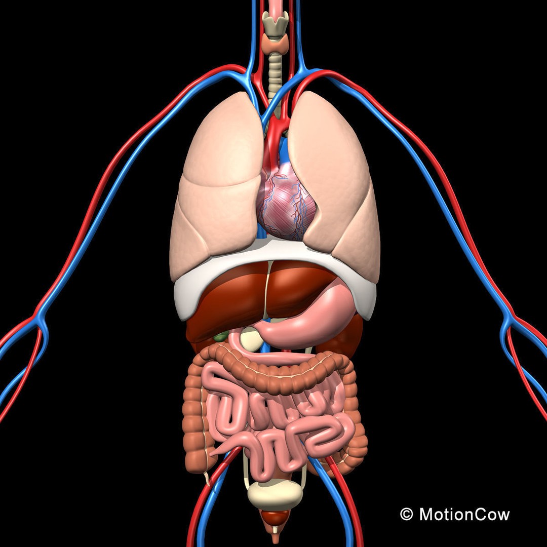 Skeleton Anatomy 3D Model – Rigged Human Anatomy with Nervous System - View 34
