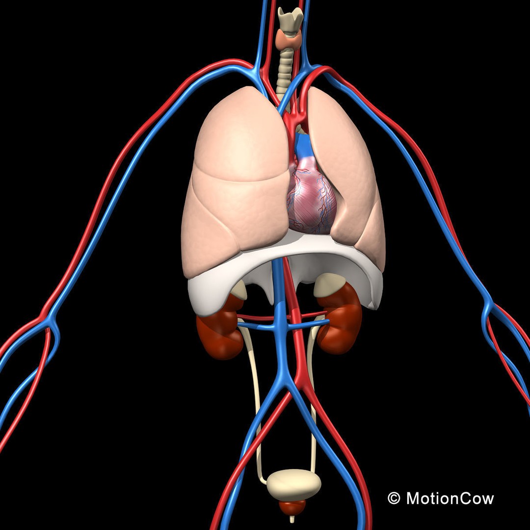 Skeleton Anatomy 3D Model – Rigged Human Anatomy with Nervous System - View 37