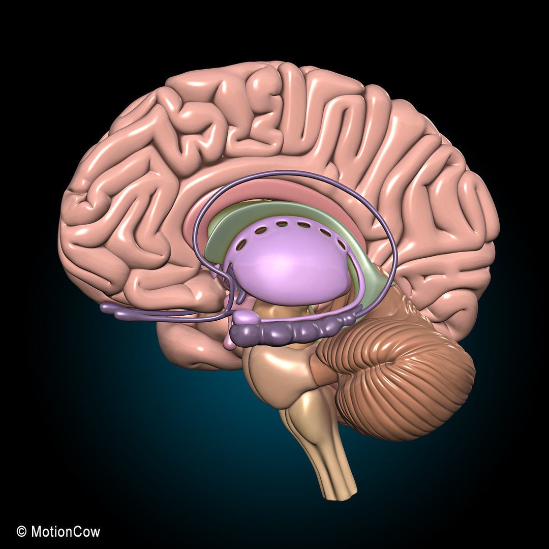 Skeleton Anatomy 3D Model – Rigged Human Anatomy with Nervous System - View 38