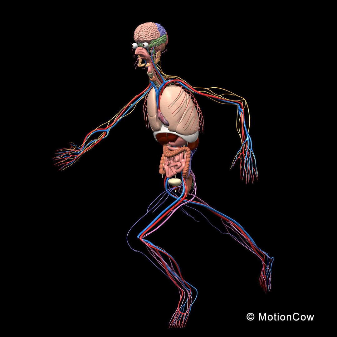 Skeleton Anatomy 3D Model – Rigged Human Anatomy with Nervous System - View 4