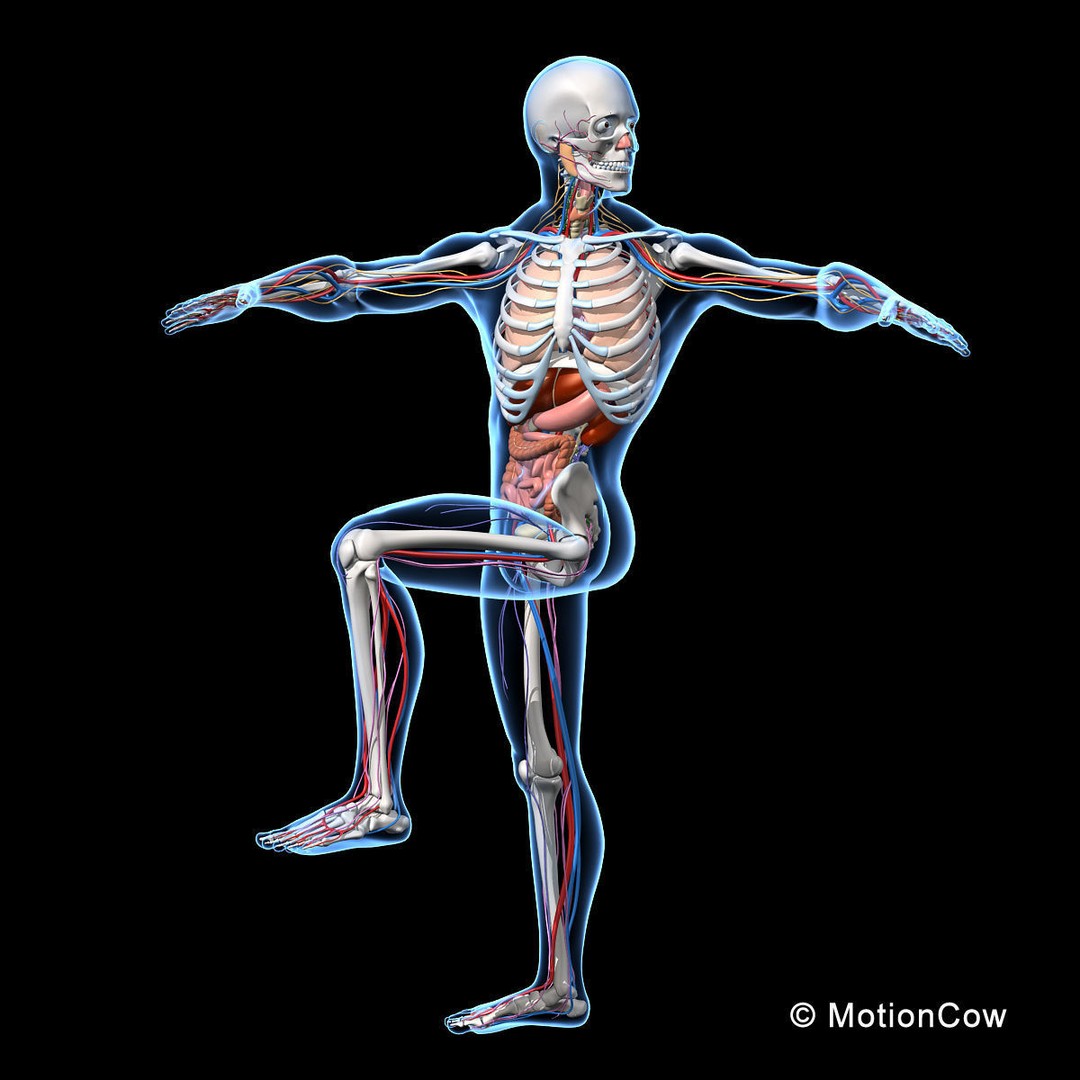 Skeleton Anatomy 3D Model – Rigged Human Anatomy with Nervous System - View 5