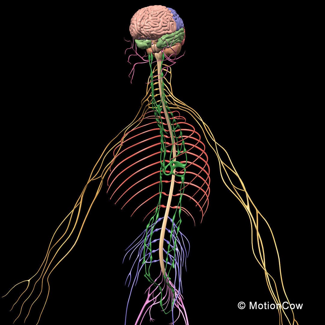 Skeleton Anatomy 3D Model – Rigged Human Anatomy with Nervous System - View 53