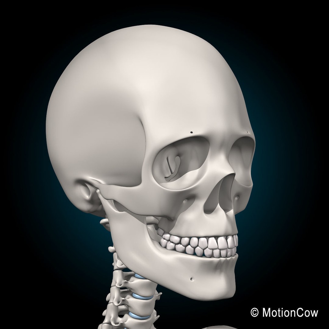 Skeleton Anatomy 3D Model – Rigged Human Anatomy with Nervous System - View 58