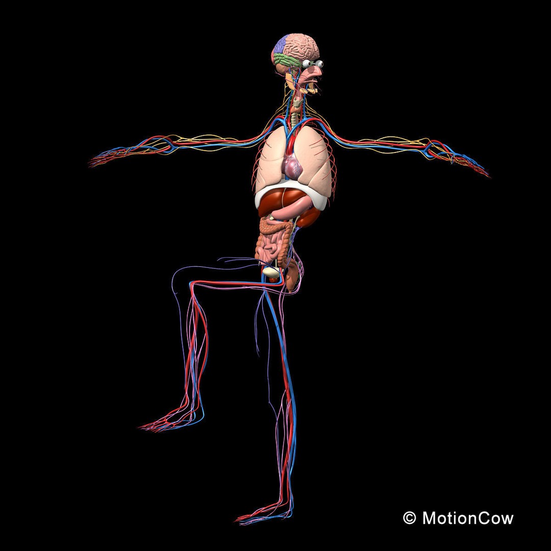 Skeleton Anatomy 3D Model – Rigged Human Anatomy with Nervous System - View 6