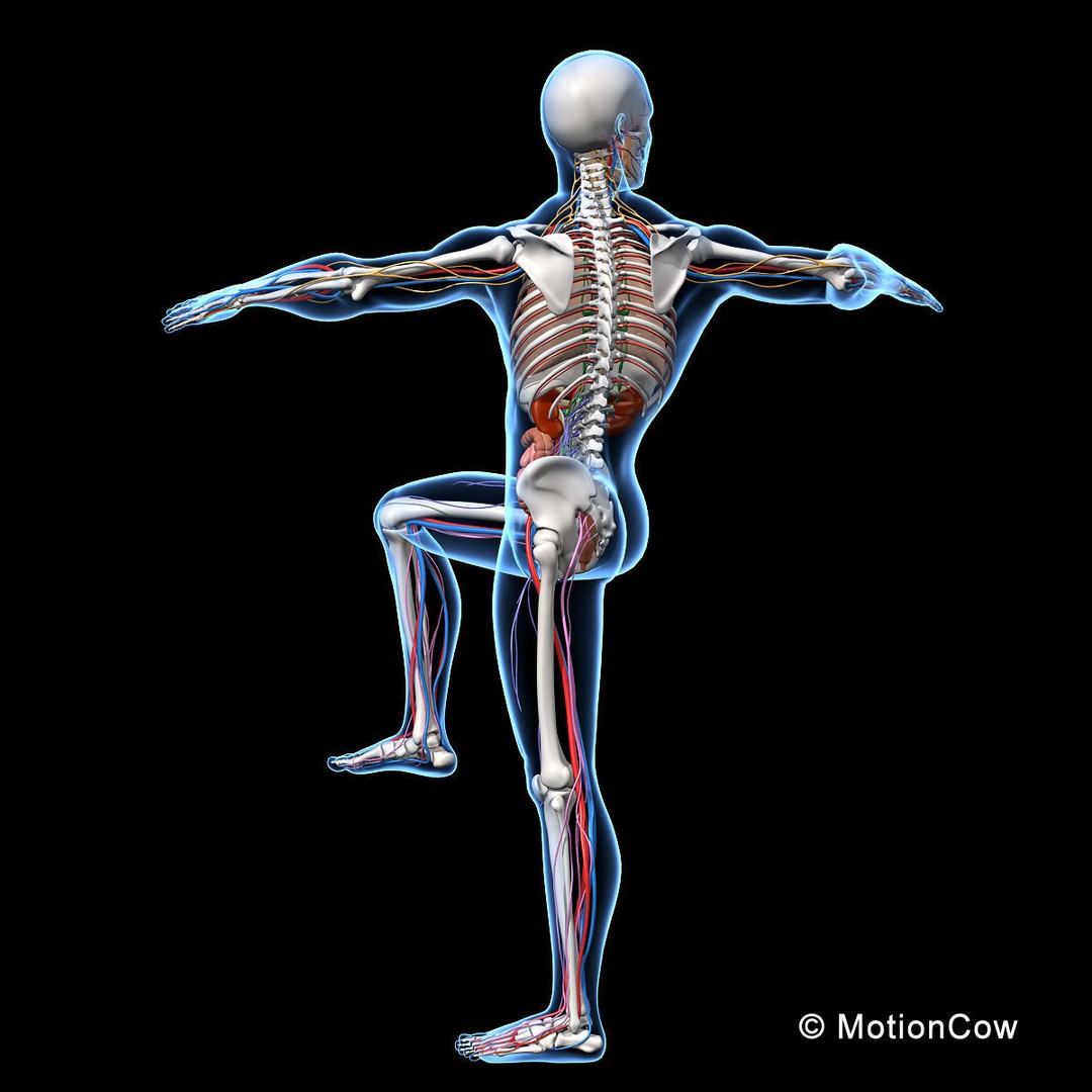 Skeleton Anatomy 3D Model – Rigged Human Anatomy with Nervous System - View 7