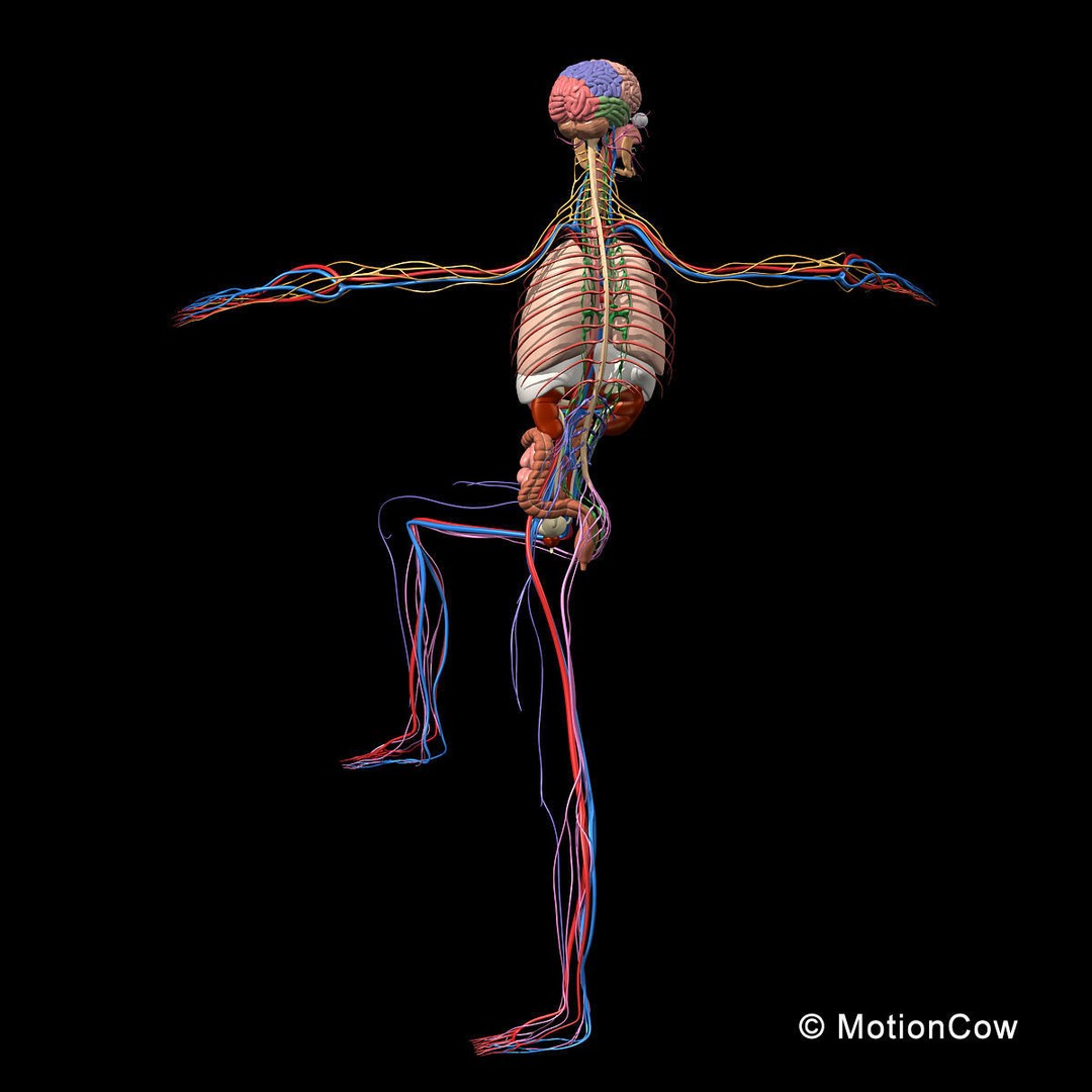 Skeleton Anatomy 3D Model – Rigged Human Anatomy with Nervous System - View 8