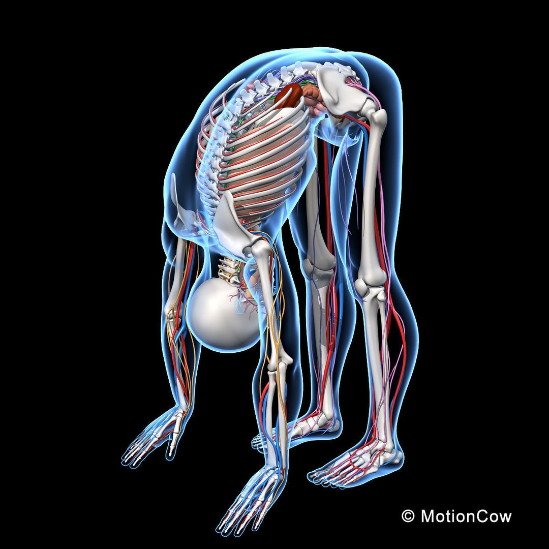Skeleton Anatomy 3D Model – Rigged Human Anatomy with Nervous System - View 9
