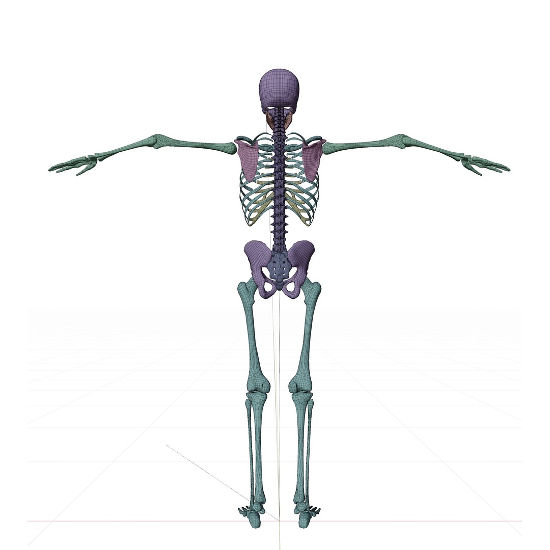 Human Skeleton 3D Model – Low-Poly Rigged Character for Blender